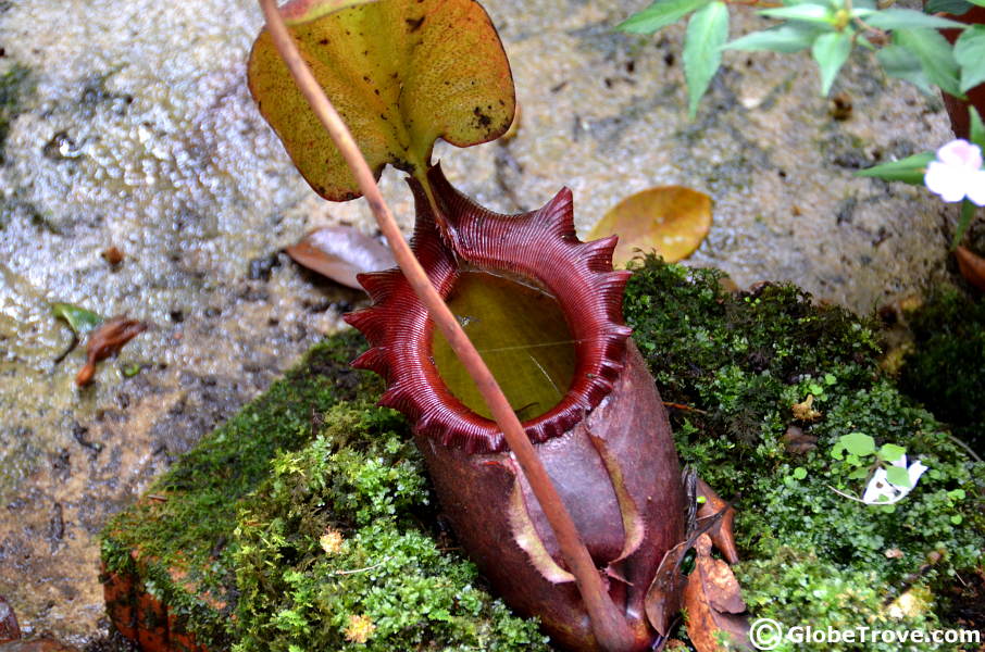 Carnivorous plants never fail to amaze me! Our Kota Kinabalu itinerary took us into the forest where we were lucky enough to see some.