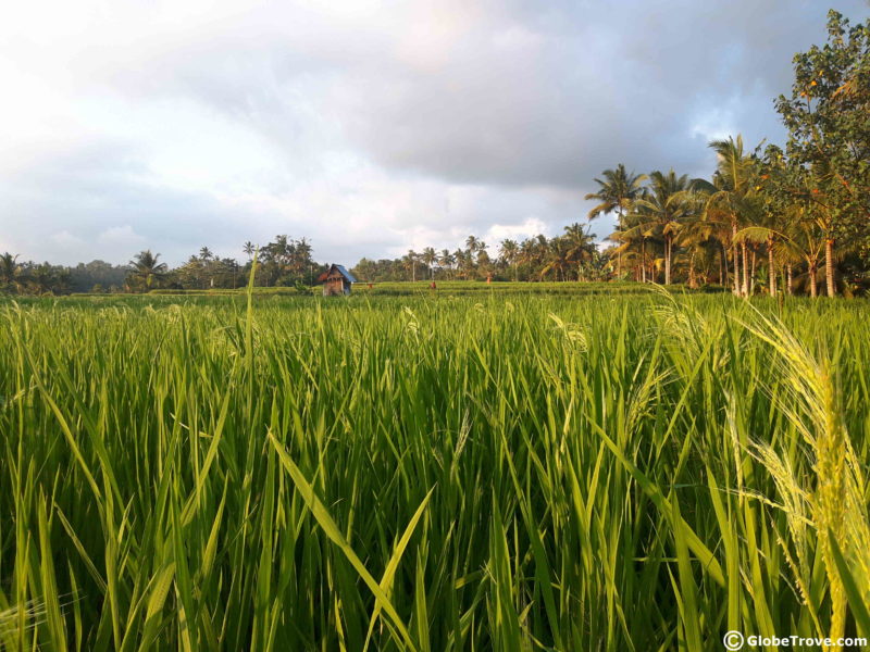 LIFE IN A LITTLE VILLAGE CALLED UBUD