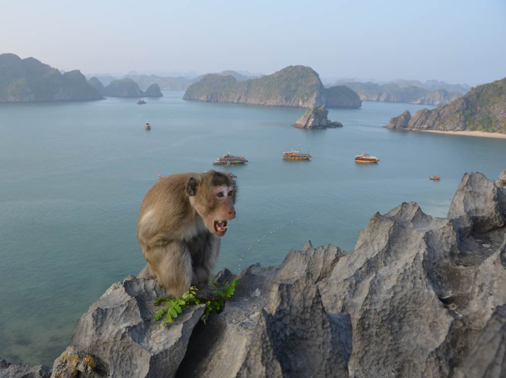 Visiting Monkey island in Vietnam in 2024 (Everything You Need To Know)