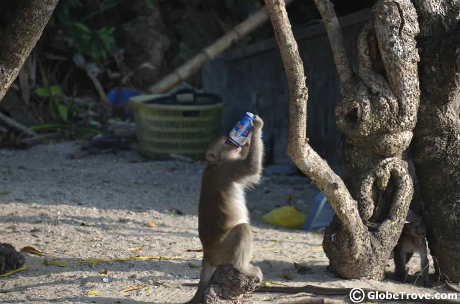 Monkey drinks beer