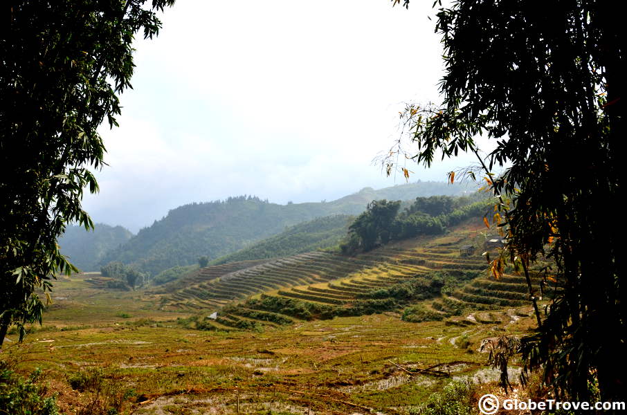 Sapa Harvested2