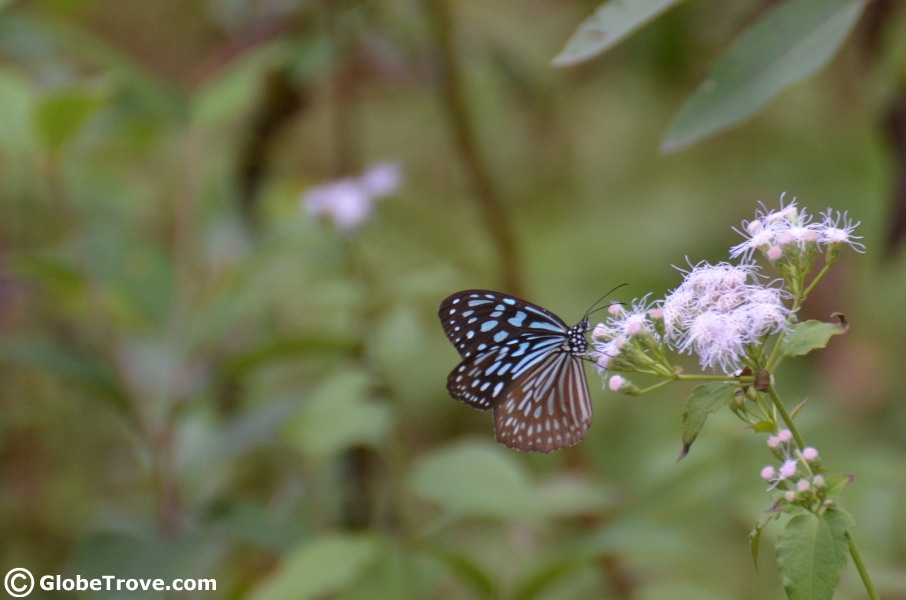 The butterfly