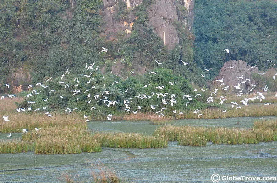 Van Long birds