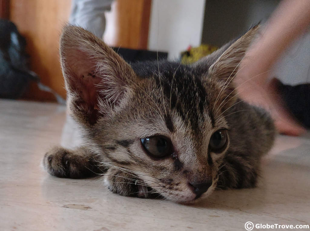 The Bangalore Cat Adoption Drive