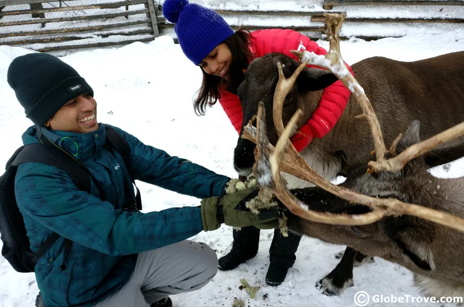 Sami Village Feeding Reindeers