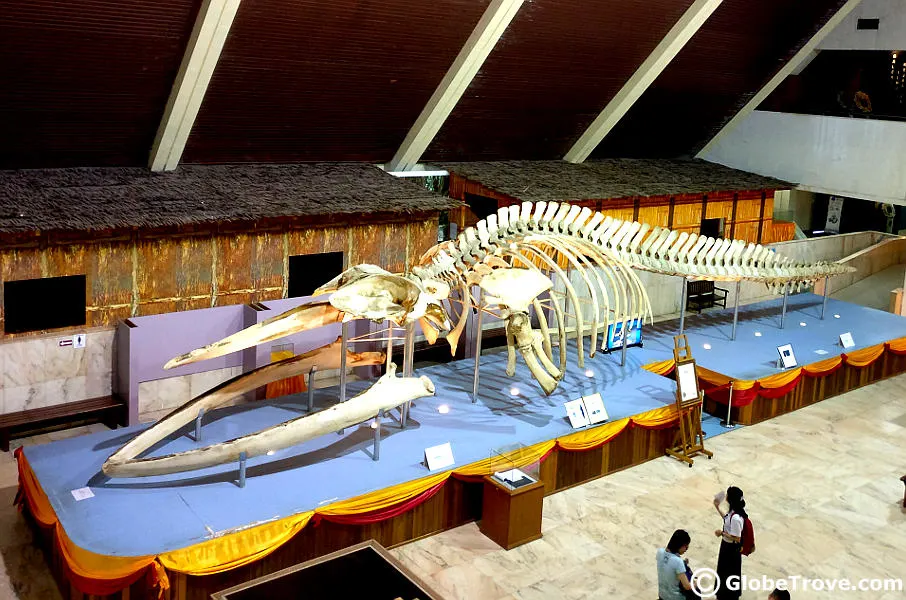 The Sabah museum whale
