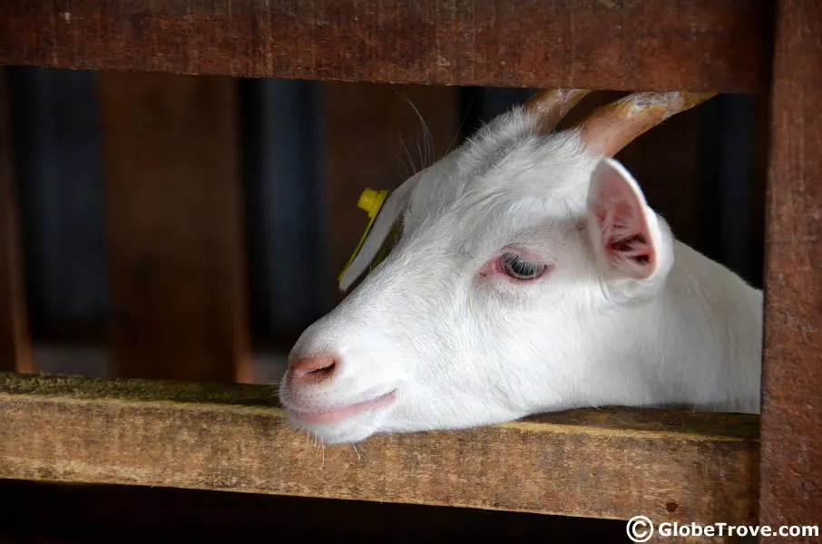 A goat at the DESA farm