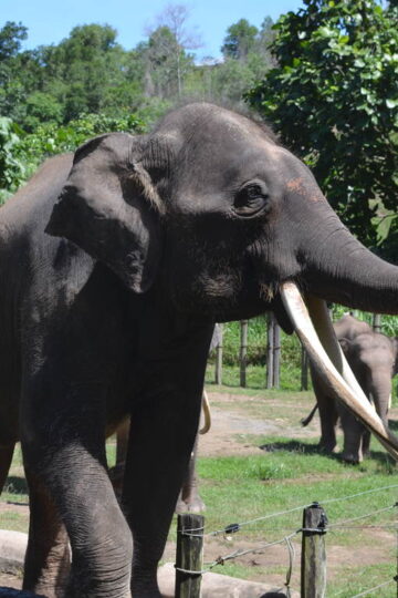 Lok Kawi Wildlife Park - A View Into Borneo's Astounding Biodiversity 17 Lok Kawi Wildlife Park
