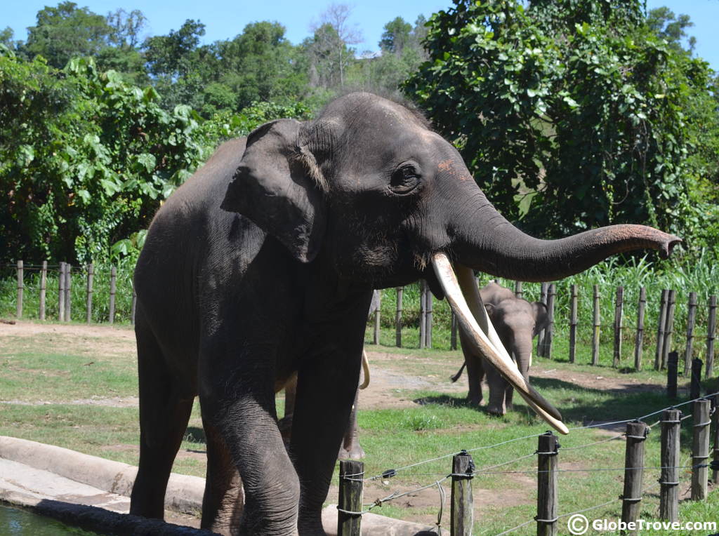 Lok Kawi Wildlife Park – A View Into Borneo’s Astounding Biodiversity