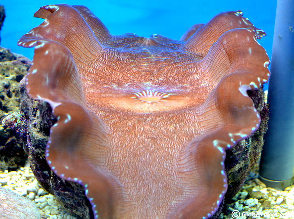 MERC: The Marine Ecology Research Center On Gaya Island