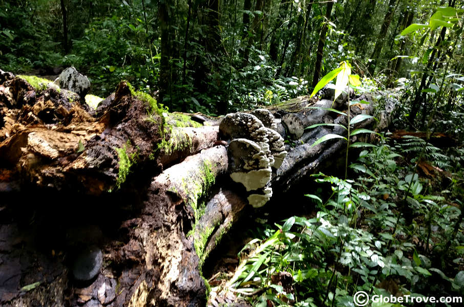 Even fallen trees are gorgeous are gorgeous in Kinabalu National Park.