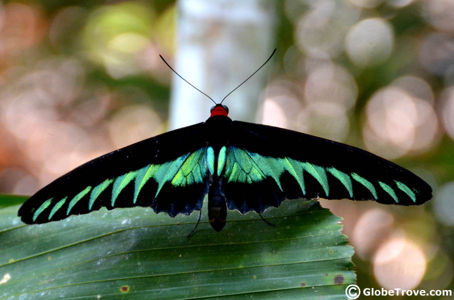 Lok Kawi butterfly