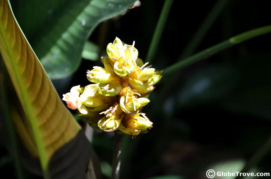 Lok Kawi flower