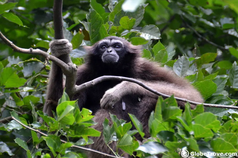 Lok Kawi Wildlife Park