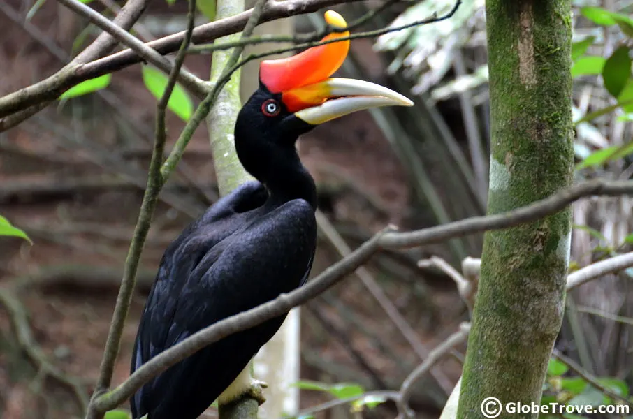 Lok Kawi hornbill