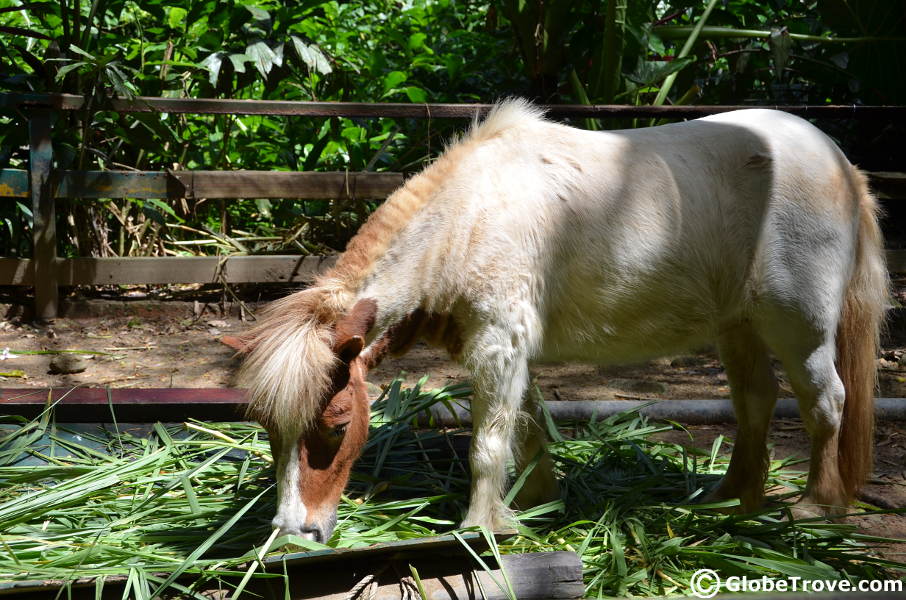 A pony at the Low Kawi National park