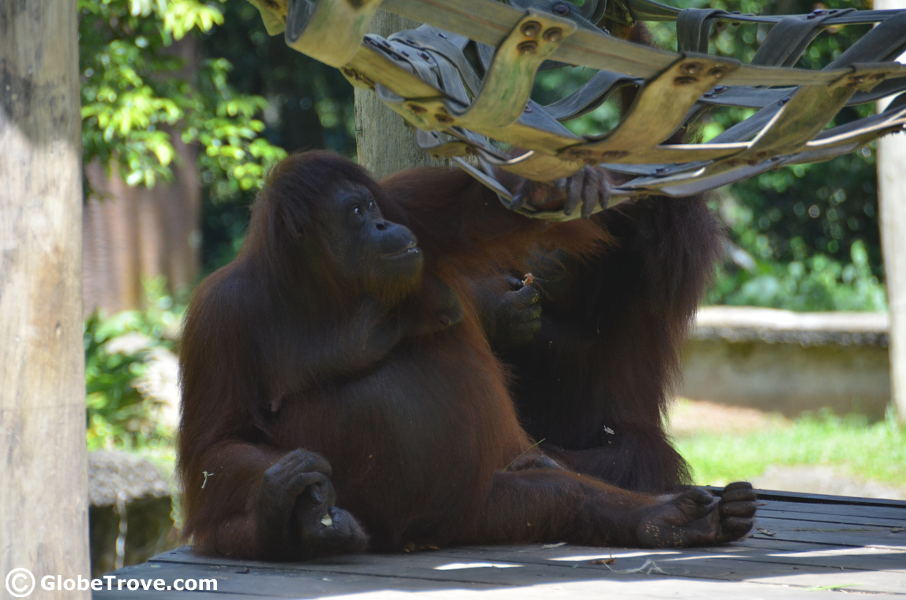 I finally got to see an orangutan during our 3 day itinerary in Kota Kinabalu. Unfortunately it was in captivity aka in Lok Kawi