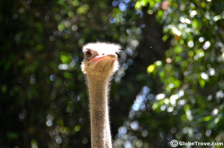 Lok Kawi ostrich