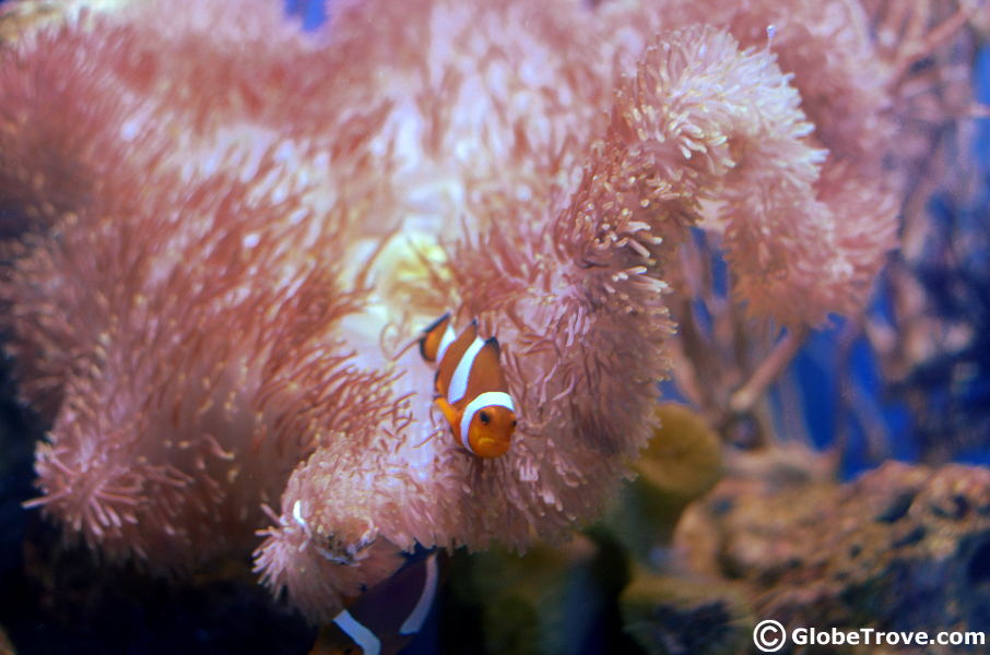 MERC clown fish