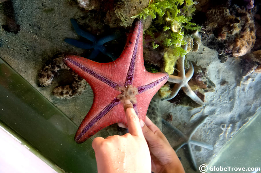 MERC starfish