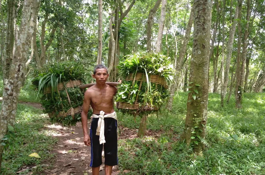 Locals carrying things out of the Black Monkey Forest in Tetebatu village