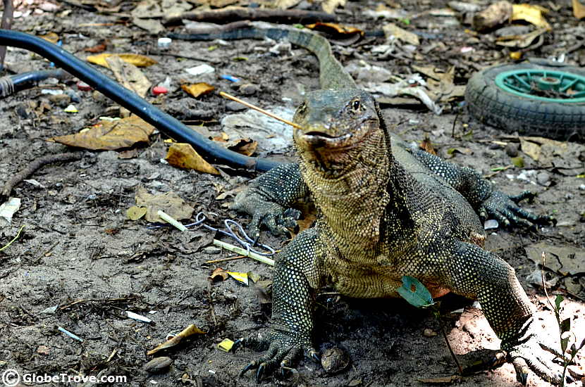 Kota Kinabalu Island monitor lizard