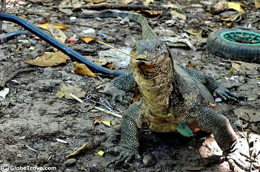 Kota Kinabalu Island monitor lizard