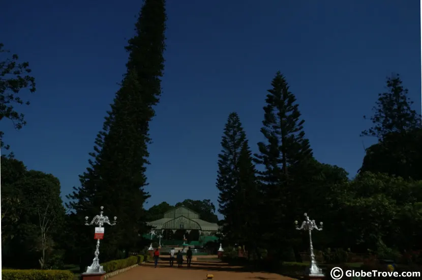 I always love the towering ancient trees that you can see everywhere in Lalbagh botanical garden.