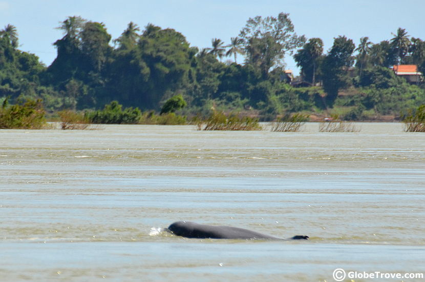 Kayaking with the Irrawaddy dolphins in Kratie