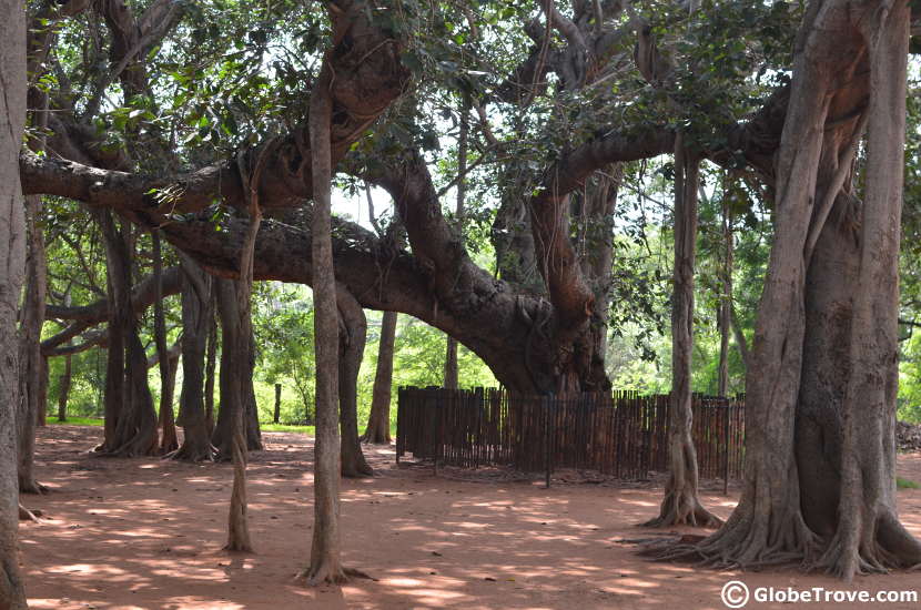 The old banyan tree and its roots that are believed to be over 100 years old.