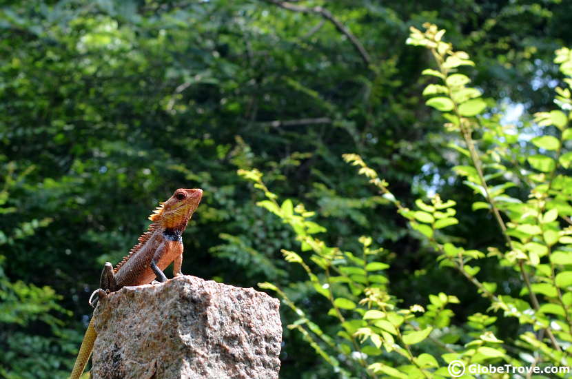 Auroville Lizzard