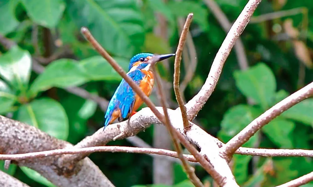 Another gorgeous bird spotted on the backwater tour.