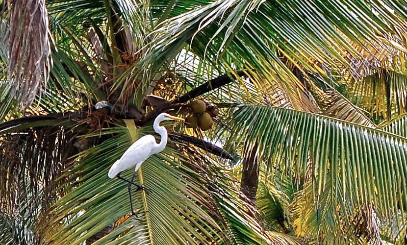 Bird watching during the backwater tour.