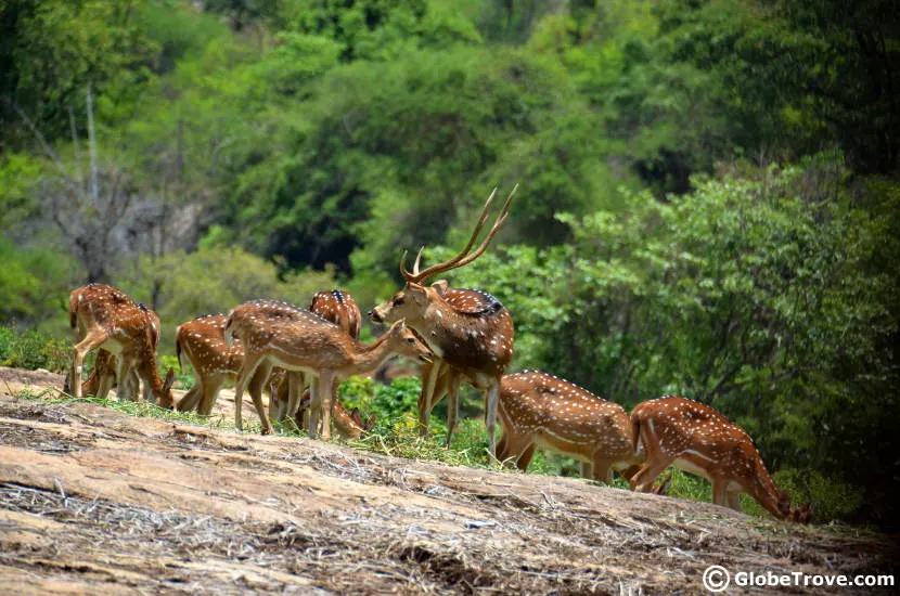 Bannerghatta National park is a place where you can spend one day in Bangalore away from the main city.