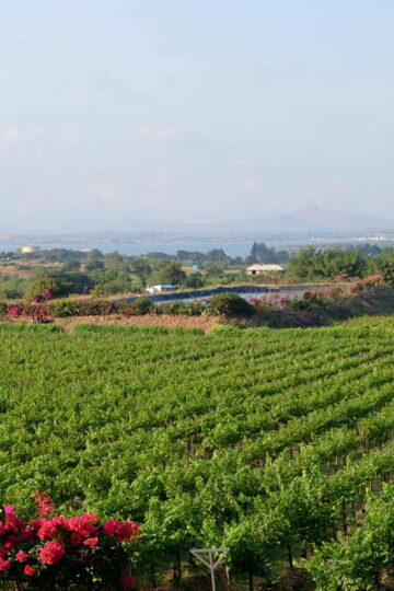 The Sula Vineyards: The Perfect Place To Kickback And Relax 17 A glimpse of the vineyards before the Sula vineyards tour