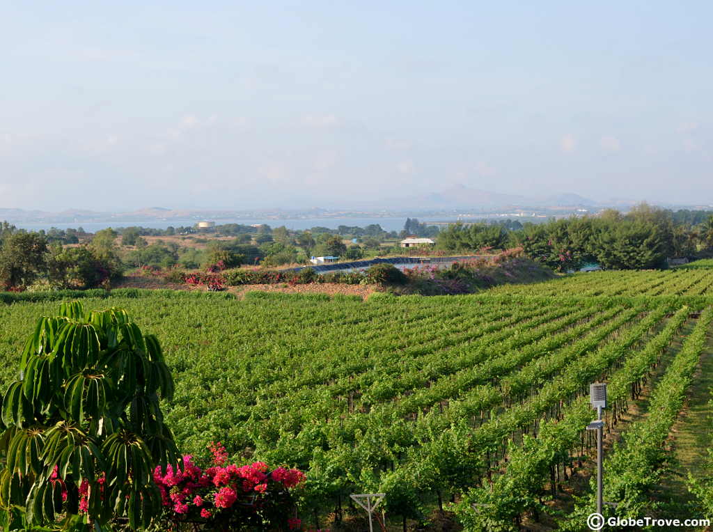 A glimpse of the vineyards before the Sula vineyards tour