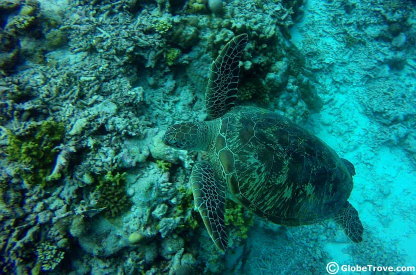 Snorkeling is one of the main things to do in the Addu atoll