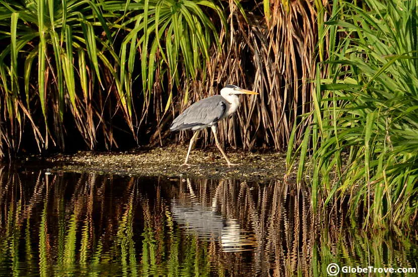 Bird watching is one of the most amazing things to do in Addu atoll.