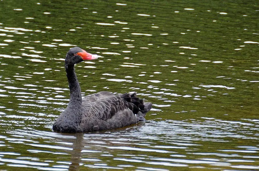 A glimpse of the black swan at the Singapore Botanic gardens.