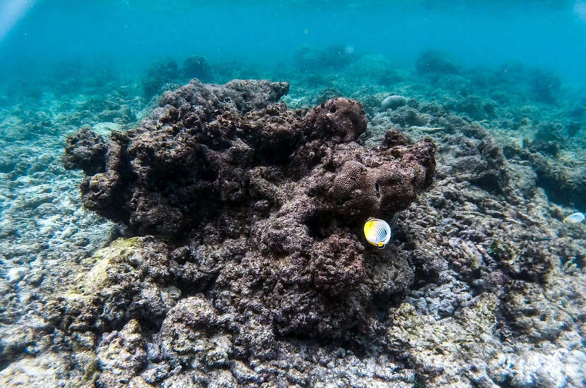 Take a look at the underwater views in Maafushi!