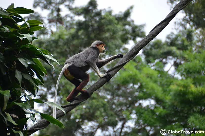 The Singapore zoo is a great place to wander on a romantic walk and is one of the budget activities for couples in Singapore.