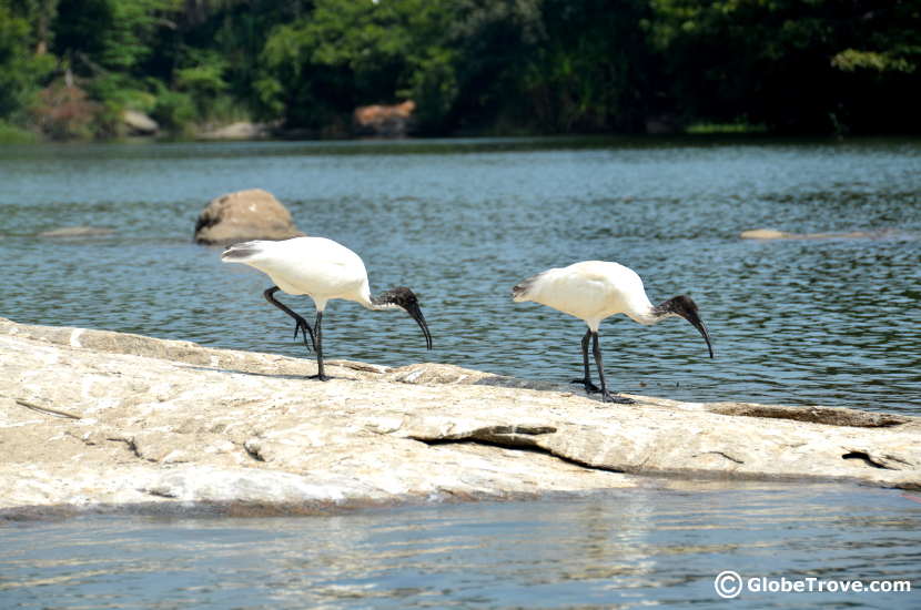 Looking for a place to watch the birds near Bangalore?