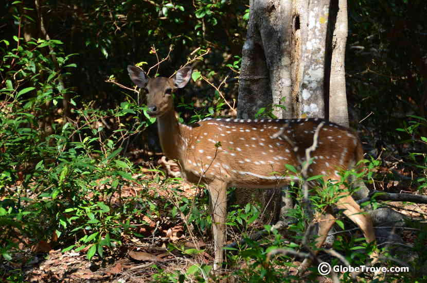 If you love wildlife then you will find that Tissamaharama is one of the cool places to visit in Sri Lanka