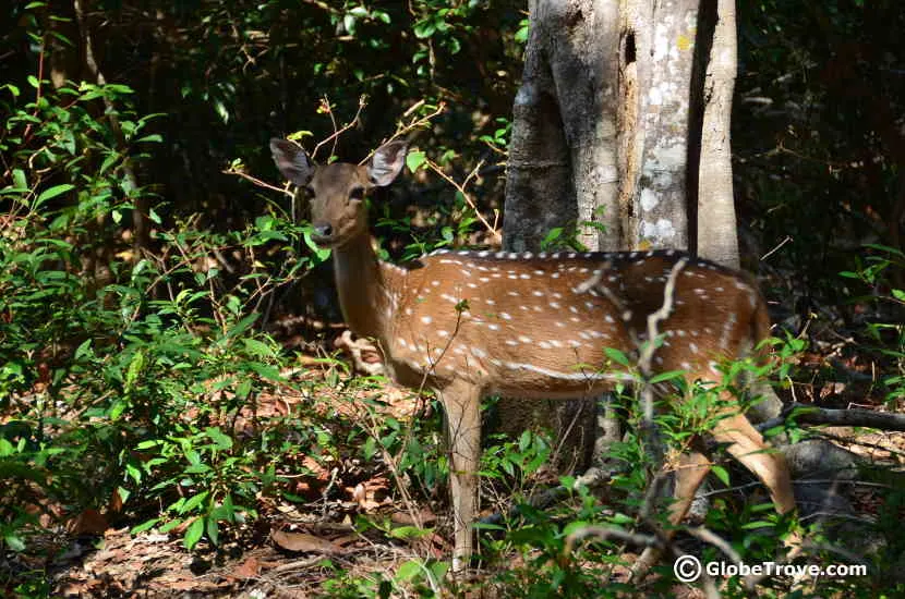 Wildlife in Yala National Park is pretty easy to spot if you have a good guide.