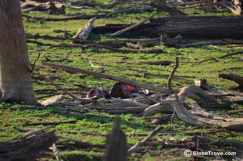 A Carcass left behind by a leopard at Yala National Park.
