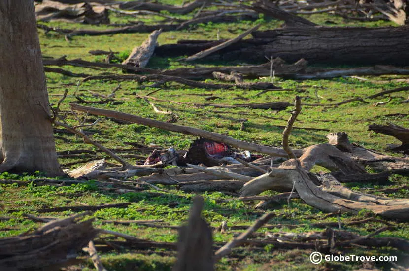 A Carcass left behind by a leopard at Yala National Park.