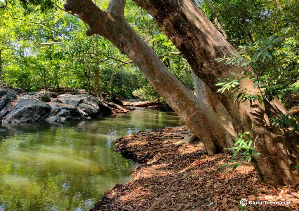 Yala National Park Safari