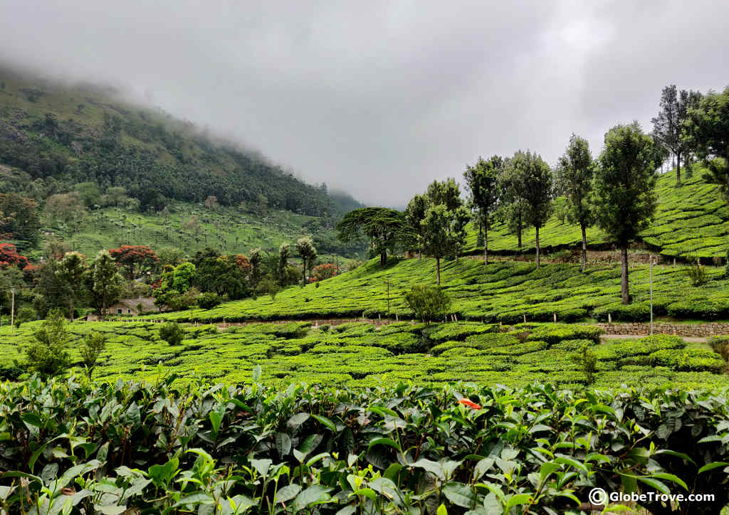 A Day Trip To Munnar: 9 Really Cool Things To Do