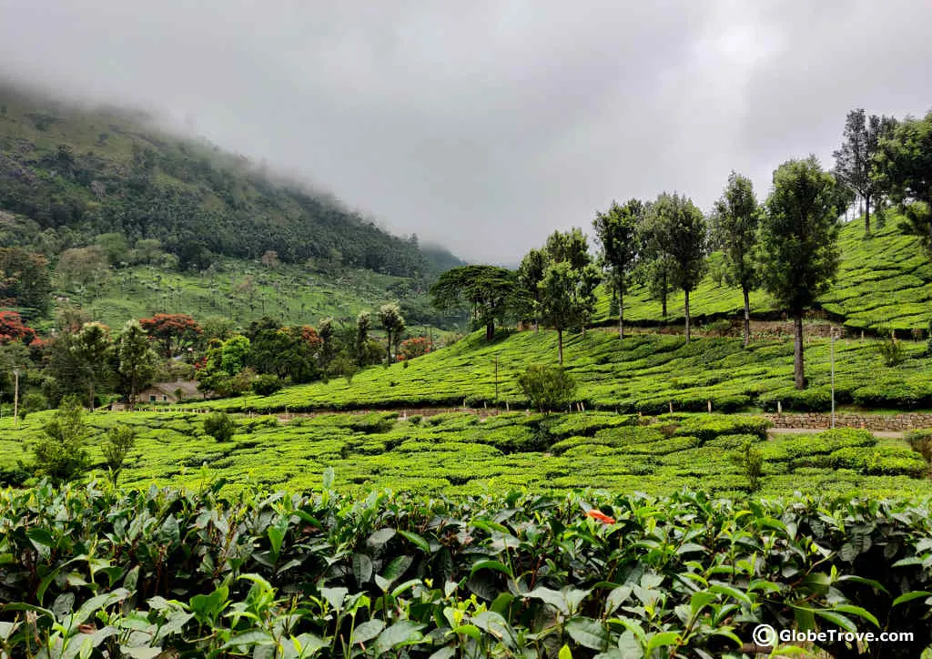 Day trip to Munnar