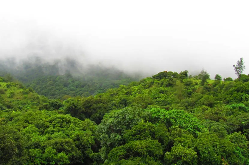 Sinharaja is another popular UNESCO World Heritage Site in Sri Lanka.